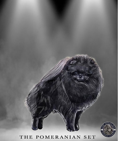 Pomeranian Show Set